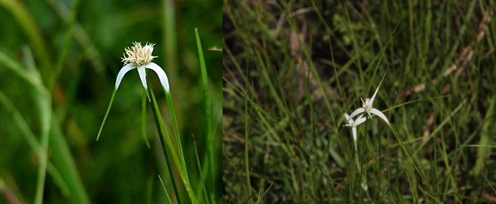 [Two photos spliced together. The image on the left is a close-up of a side view of one flower. The flower has petals that look like pieces of grass except the part closest to the center are white (while the rest is green). The center of the flower is a multitude of greyish-white stamen with prongs at the end of the tips. The image on the right is a top down view of two blooms.]
